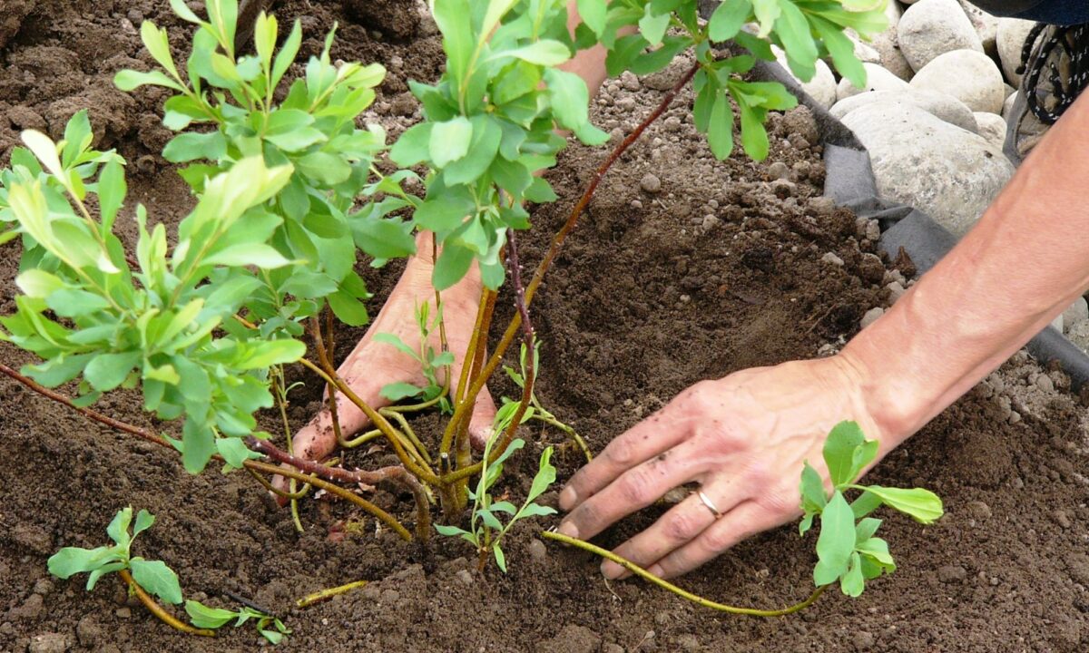 A photo of a volunteer planting Sweet Gale