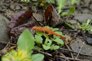 Eastern red-spotted newt, Notophthalmus viridescens, in the juvenile terrestrial (red eft) stage of its life.