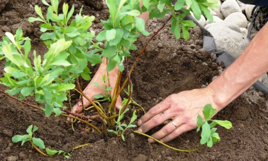 Planting Sweet Gale