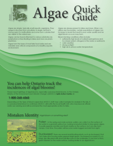 Algae Quick Guide