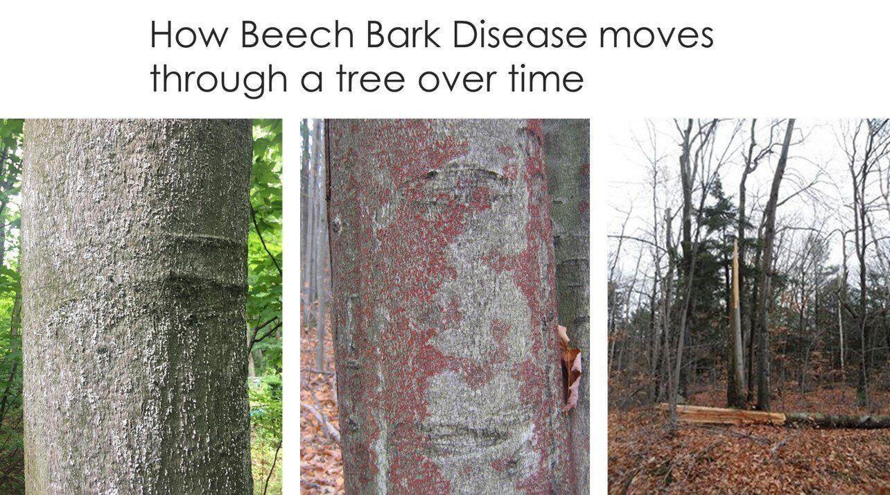 Beech bark disease commences when the scale insect is visible as white wax masses on the trunk of the tree. In the next stage, the tiny, red fruiting bodies of the fungus erupt through the bark. Finally, the weakened tree snaps and falls.