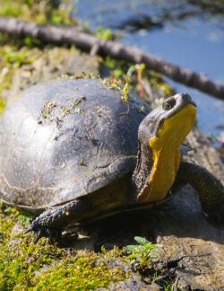 Blanding's Turtle