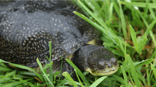 Photo of a Blanding's Turtle