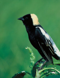 Bobolink