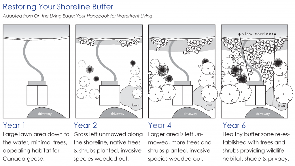 Steps to restore a shoreline buffer