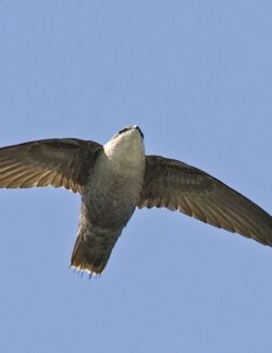 Chimney Swift