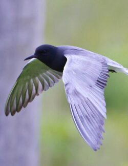 Black Tern