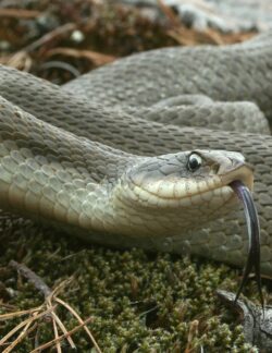 Eastern Hog-nosed Snake