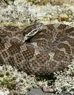 Eastern Massasauga Rattlesnake