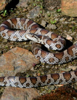 Eastern Milksnake