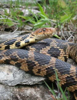 Eastern Foxsnake