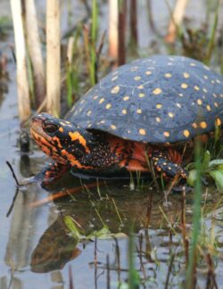 Spotted Turtle