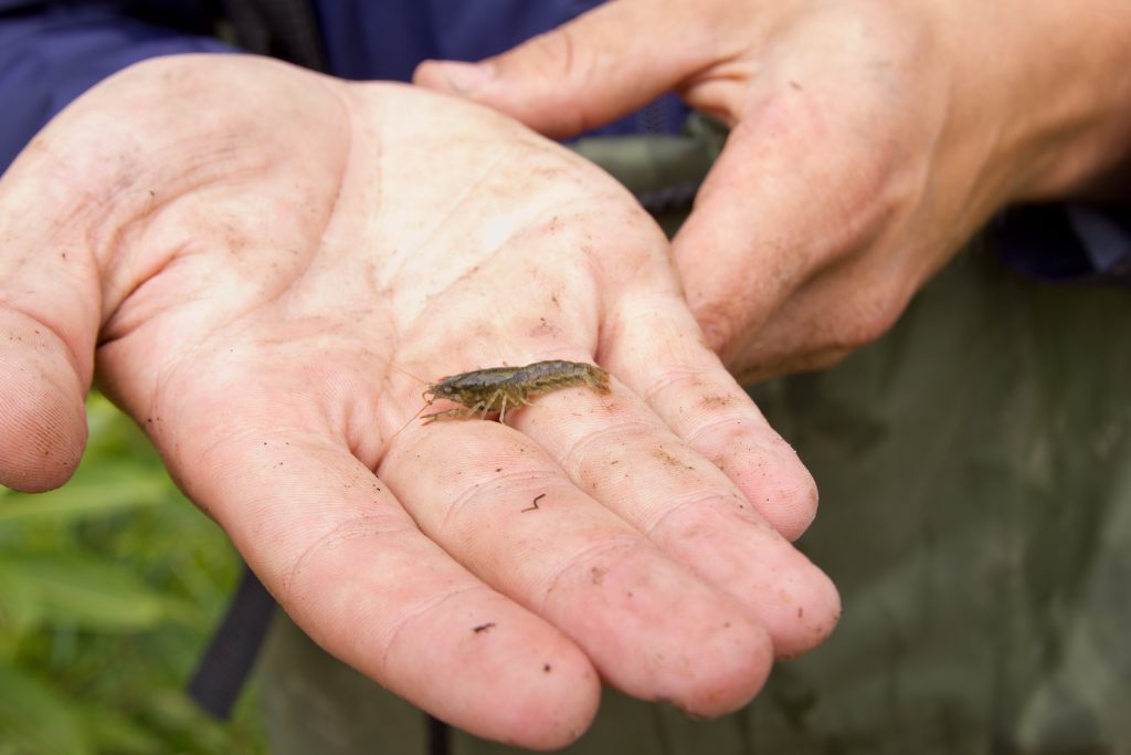 Benthic - Crayfish