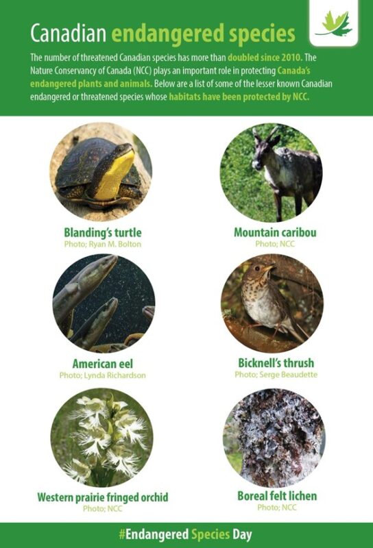 Canadian endangered species graphic by the Nature Conservancy of Canada