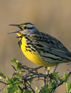 Eastern Meadowlark