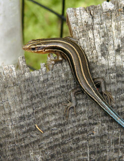 Common Five-lined Skink