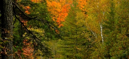 Fall Colours