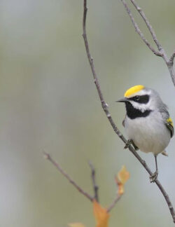 Golden-winged Warbler