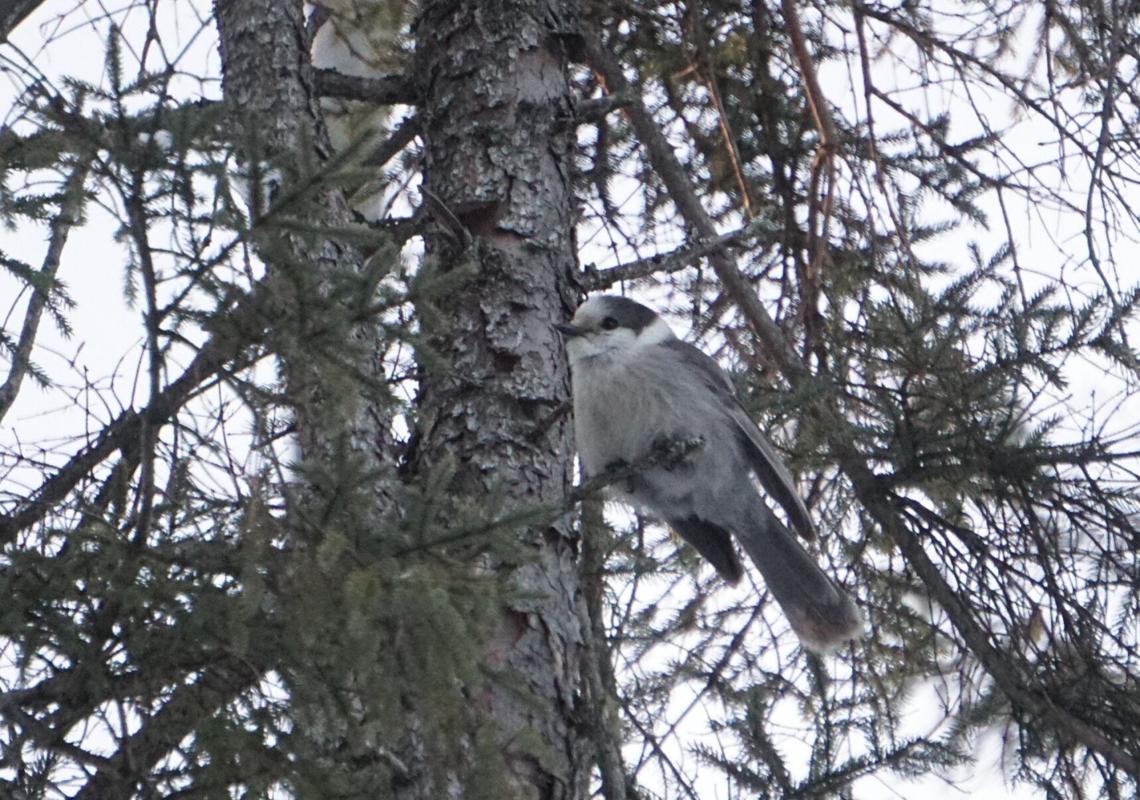 One of the Canada jays found last year in northern Muskoka that verified that the location was still being used by the species. Photo by Aaron Rusak.