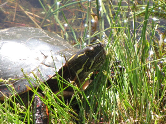 Photo of a Painted Turtle taken by Rebecca Willison