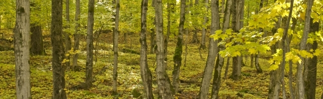 Interior Forest