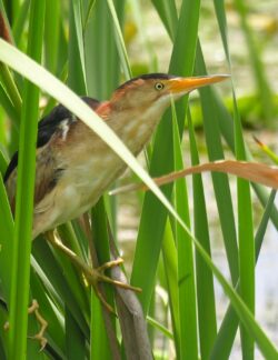 Least Bittern