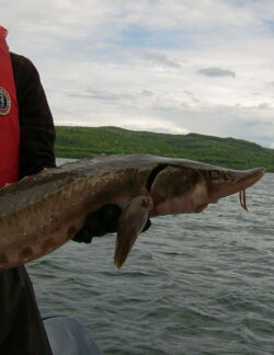 Lake Sturgeon