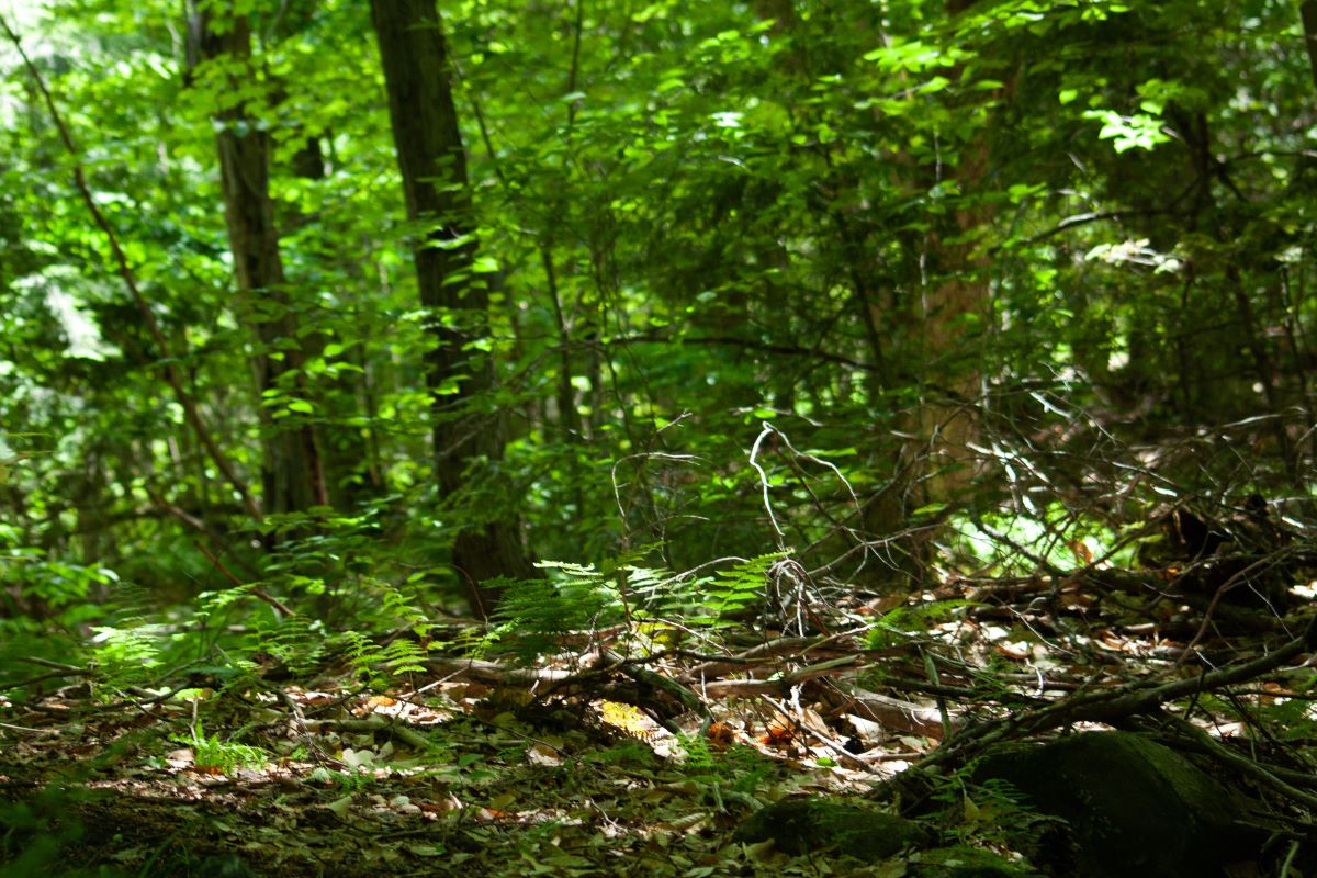 The forest at Huckleberry Rock. Photo by Mike Peitz.