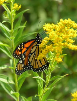 Monarch Butterfly