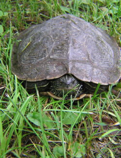 Northern Map Turtle