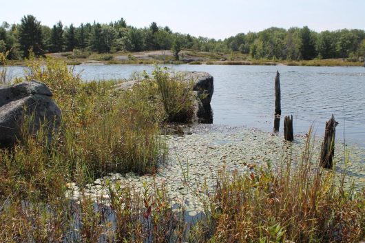 Muskoka lake and wetland