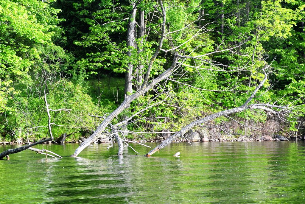 Natural shoreline