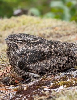 Common Nighthawk