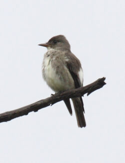 Olive-sided Flycatcher