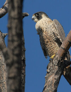 Peregrine Falcon