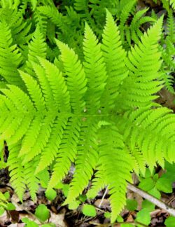 Broad Beech Fern