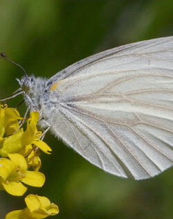 West Virginia White Butterfly