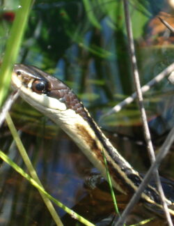 Eastern Ribbonsnake