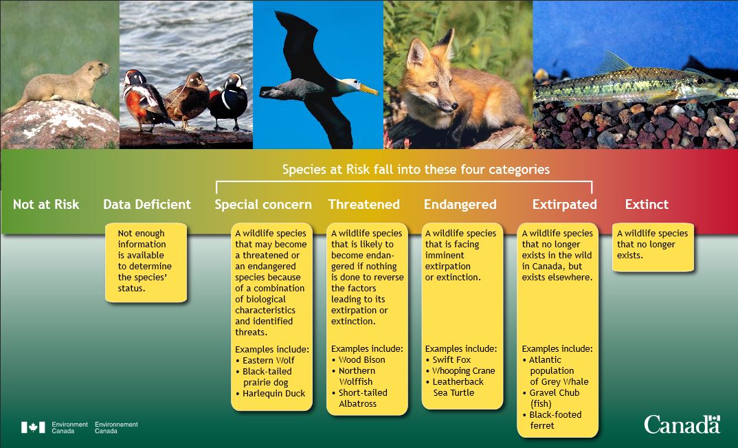 A poster explaining the categories under Species at Risk Act by Environment Canada