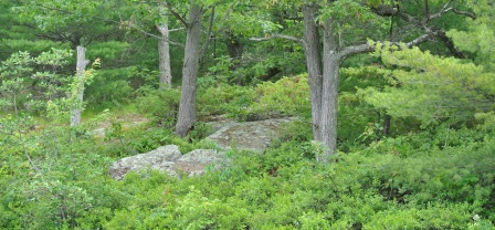 Shoreline Vegetation