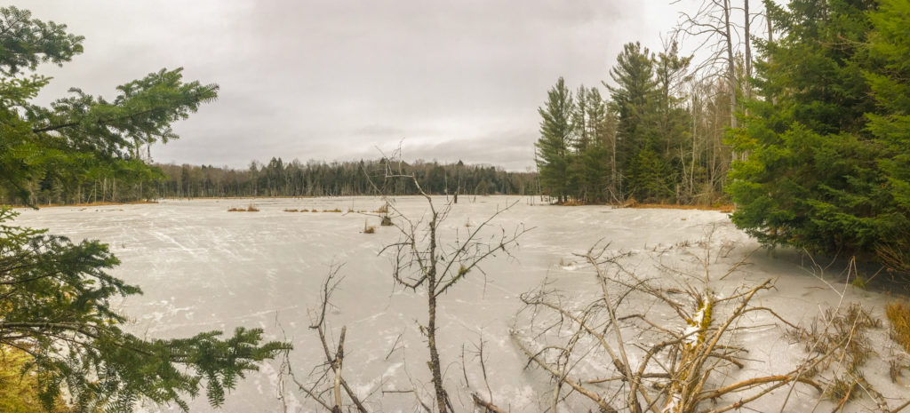 Upjohn Nature Reserve - Wetland