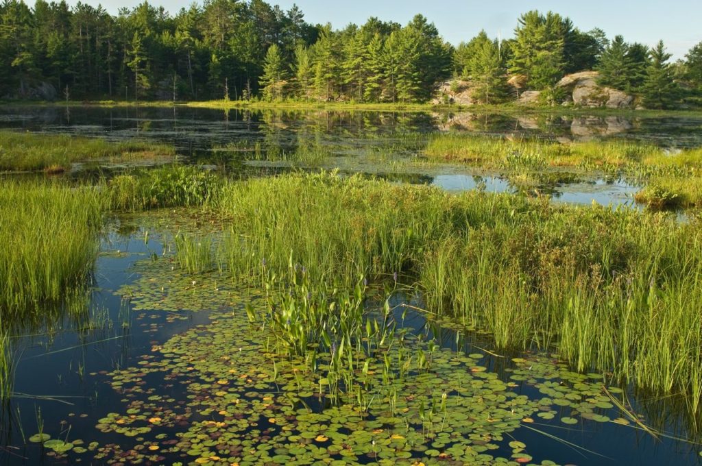 Wetland Photo - John McQuarrie