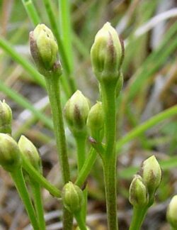 Branched Bartonia