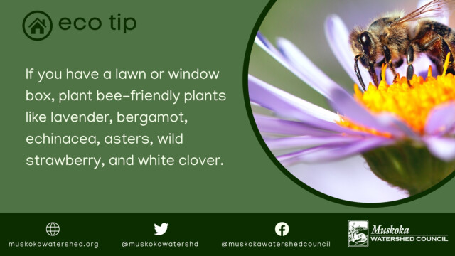 If you have a lawn or window box, plant bee-friendly plants like lavender, bergamot, echinacea, asters, wild strawberry, and white clover.
