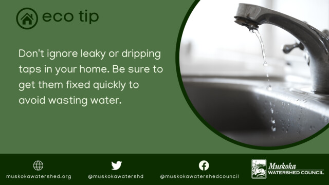 Don't ignore leaky or dripping taps in your home. Be sure to get them fixed quickly to avoid wasting water.