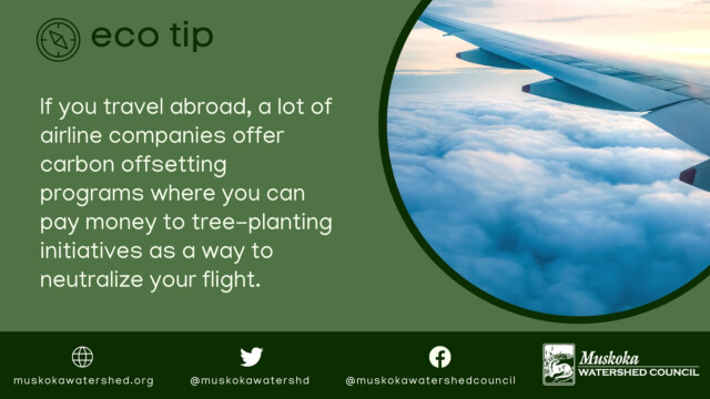 If you travel abroad, a lot of airline companies offer carbon offsetting programs where you can pay money to tree-planting initiatives as a way to neutralize your flight.