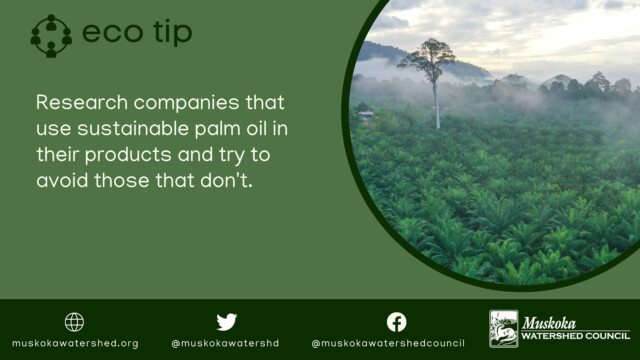 Research companies that use sustainable palm oil in their products and try to avoid those that don't.