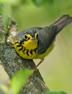 Canada Warbler