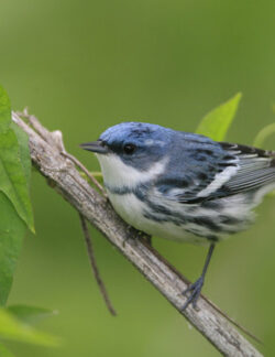 Cerulean Warbler