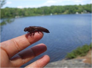 Dragonfly Larva